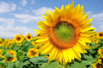 Ayçiçeğinde gümrük vergilerine düzenleme