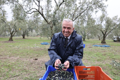 Şadi Başkan zeytin hasadına katıldı
