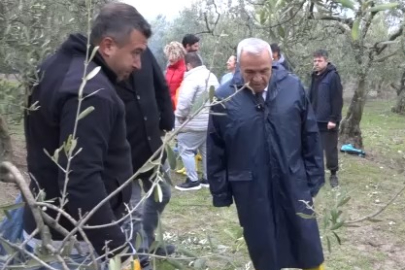 Şadi Başkan zeytin hasadına katıldı