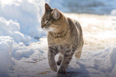 Kedilerin tüyleri kış soğuğundan korur mu?