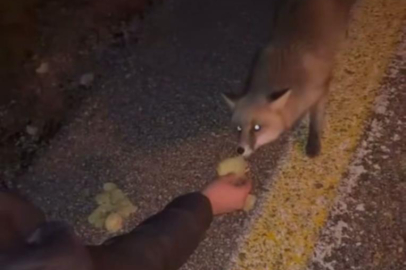 Bursa'da tilkinin cips keyfi