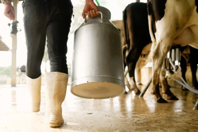 Çiğ sütte üreticinin eline 16 lira 40 kuruş geçecek