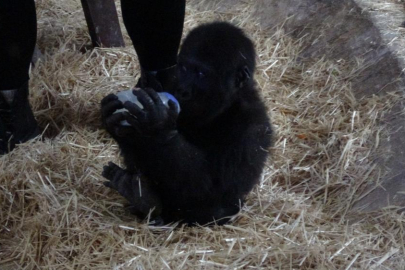 İstanbul Havalimanı'nda bulunan yavru gorilin ismi ‘Zeytin' oldu