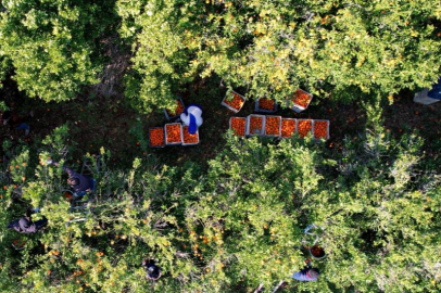 2024 ve 2025'in en mutlusu mandalina ve portakal çiftçisi