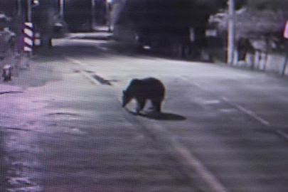 Bursa'da 30 saattir firar olan ayı halen aranıyor