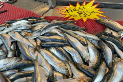 Mangal söndüren balık: Tirsi