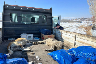 Minik Eslem’in ölümünden sonra köpekler toplanmaya başlandı