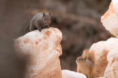 Bursalı fotoğrafçı melanistik sincapları görüntüledi