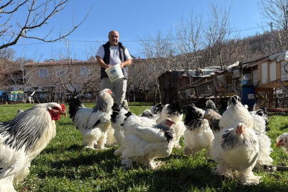 Hobisini tutkuya, evinin bahçesini tavuk çiftliğine çevirdi