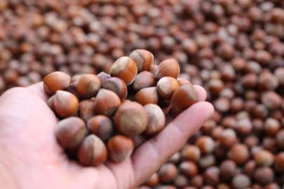 TMO kabuklu fındık satışına başlıyor