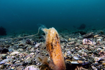 Müsilaj, deniz çayırı ve pinaları olumsuz etkiliyor