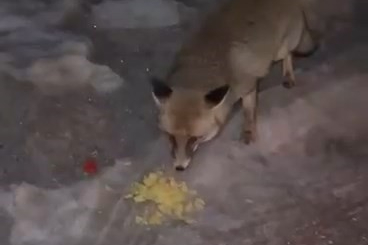 Bursa'da tilkiyi cipsle besledi