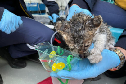 Bursa'da alevlerin arasında kalan yavru kediyi itfaiye kurtardı