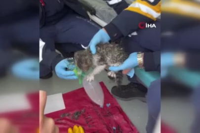 Bursa'da alevlerin arasında kalan yavru kediyi itfaiye kurtardı