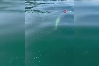 Bursa'da balık tutmaya gitti, yunusları görünce her şeyi unuttu