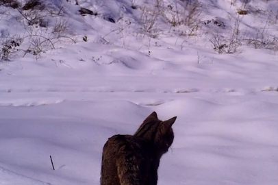 Yaban kedisi İnegöl'de görüntülendi