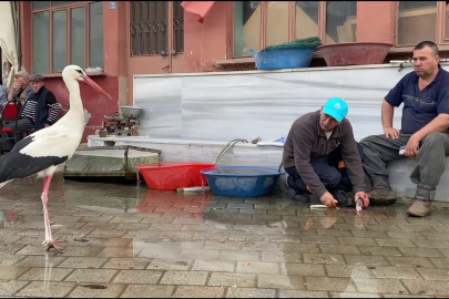 Yaren, diğer leylekleri de alıştırdı