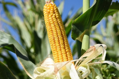 Mısır ithalatında yüzde 5 gümrük vergili tarife kontenjanı