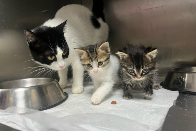 Büyükşehir, bayramda da can dostların yanında