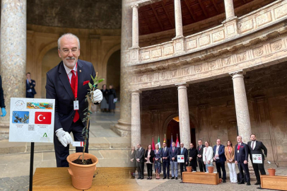 Gemlik Zeytin Ağacı Fidanı İspanya’da toprakla buluştu