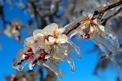 Meteorolojiden zirai don ve kırağı uyarısı