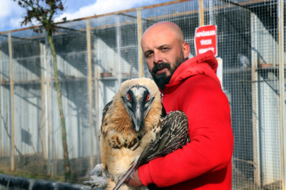 Türkiye’de nadir görülüyor: Sakallı akbaba artık yeni yuvasında
