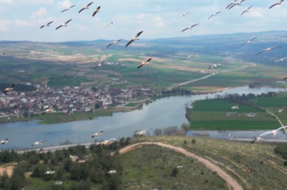 Bursa'da pelikanlar böyle görüntülendi