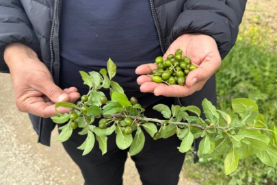 Bursa'da zirai donun faturası ağır olacak