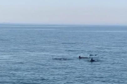 Marmara’da yunus balıklarından görsel şölen