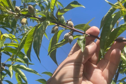 Zirai don armut ve şeftaliyi teğet geçti