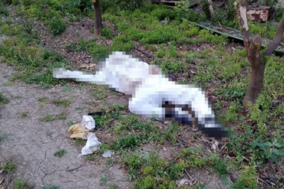 Arı sokması sonucu hayatını kaybetti