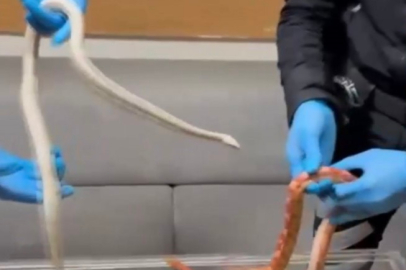 Polisin durdurduğu araçtan zehirli yılanlar çıktı