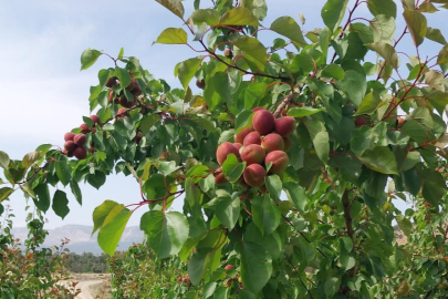 Kayısıda ilk hasat yapıldı: 500 TL'den alıcı buldu