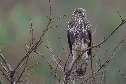 Bursalı fotoğrafçı yaban hayvanları görüntüledi