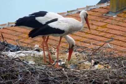 Yaren'den sonra, Nazlı da yuvasına geldi.