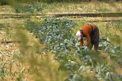 2 yıl işletilmeyen tarım arazilerine kiralama uygulaması geliyor