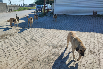 Sokak köpekleri tehlike saçıyor