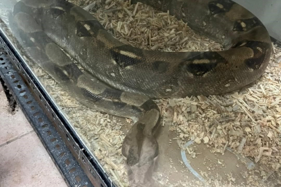 Bursa’da egzotik hayvan ticaretine darbe