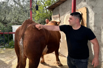 1 ton 200 kiloluk kurbanlık, araba fiyatına alıcısını bekliyor