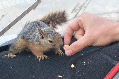Bursa'da inşaatın maskotu: Sincap Kalender!
