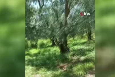 Bursa'da ağaçta 2,5 metrelik yılan görenleri şoke etti