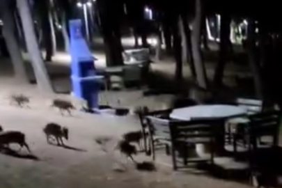 Bursa’da domuz sürüsü paniği! O anlar kamerada