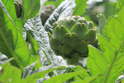 Bursa’nın tescilli lezzetine rekor talep: Üretim alanı genişledi