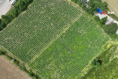 Bursa’nın tescilli lezzetine rekor talep: Üretim alanı genişledi