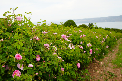 Küresel ısınma ve don gül üretimini vurdu