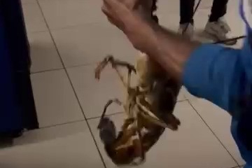 Bursa'da dev ıstakoz heyecanı: 2 kilogramlık rekor yakalama