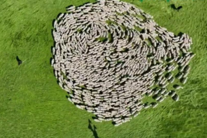 Bursa meralarında binlerce koyundan görsel şölen...