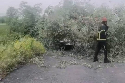 Bursa'da sökülen ağaç otomobilin üzerine devrildi