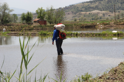 Osmancık pirincinde üretim sezonu başladı