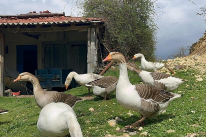 Kick bokstan kaz tüyüne: Karslı girişimciden 80 tonluk üretim hamlesi